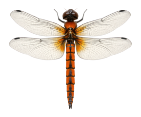 Dragonfly with orange and black body and transparent wings