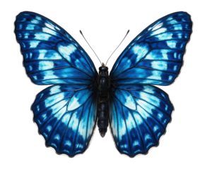 Butterfly with white and blue marbled wings