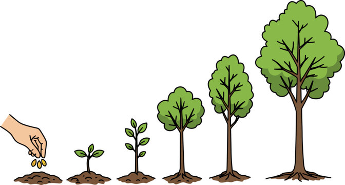 Illustration showing the growth stages of a tree from a seed to a mature tree.