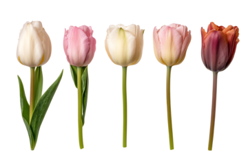 A collection of elegant tulips in various colors, isolated on a white background, perfect for floral arrangements.