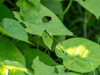 野原の葉に止まるアオモンイトトンボ