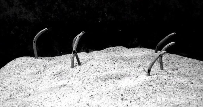 4K cinematic black and white shot of spotted garden eels rising from the sandy seabed, swaying in unison with the gentle underwater current.