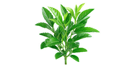 Fototapeta premium Green plant with vibrant leaves, perfect for enhancing indoor or outdoor spaces.