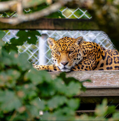 Close up of tiger in the zoo