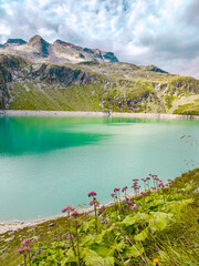 Austria, 08-2025 : wide shot of Weißsee lake, mountains and glaciers in background. Flowers in foreground.