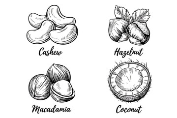 Nuts Illustration Cashew, Hazelnut, Macadamia, and Coconut Detailed Sketches for Healthy Snacking