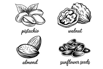 Nuts and Seeds Illustration