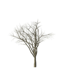 A leafless tree with bare branches stands against a stark black background in a simple composition view