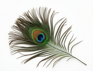 Obraz premium Vibrant peacock feather lying on white background