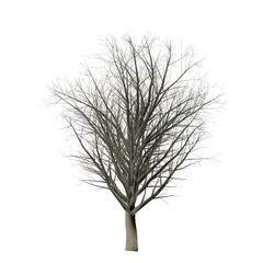 A bare tree with many branches is centered on a black background with a light colored trunk at the bottom