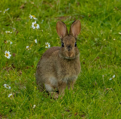 rabbit in the grass