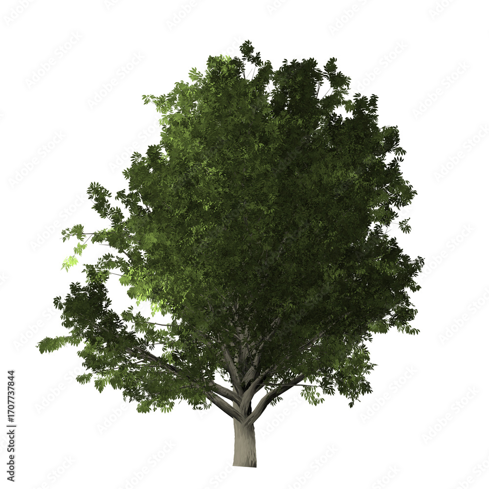 Poster a single tree with green leaves and a light gray trunk isolated against a black background in the im