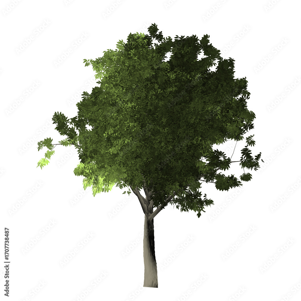 Aufkleber a single tree with green leaves and a light colored trunk isolated against a black background view f