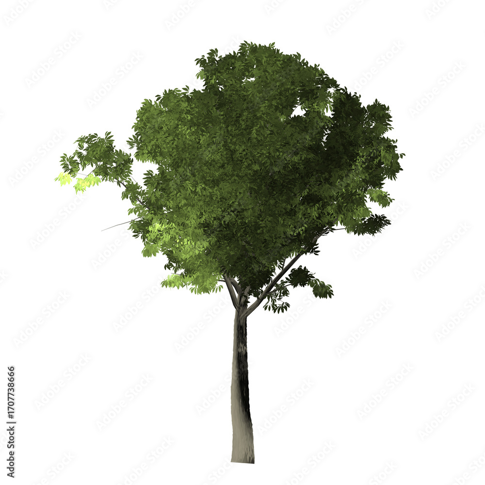 Poster a single tree with green leaves and a light brown trunk isolated on a black background in full view 