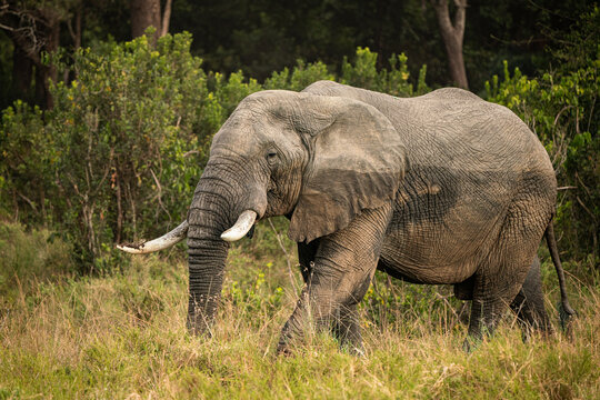 Fototapeta African elephant by the forest