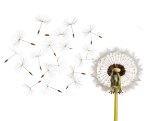 Dandelion seeds blowing away in the wind from a mature dandelion puffball, isolated on a black background.