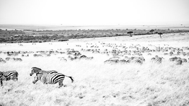 Black and white zebras