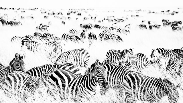 Black and white zebras