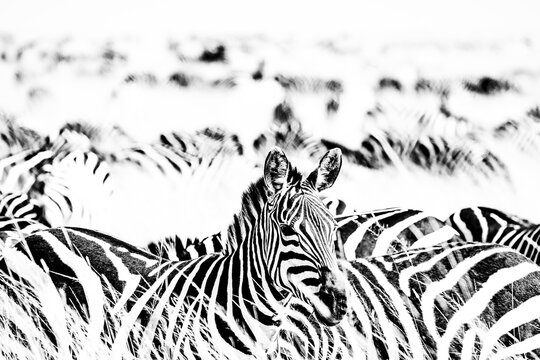 Black and white zebras