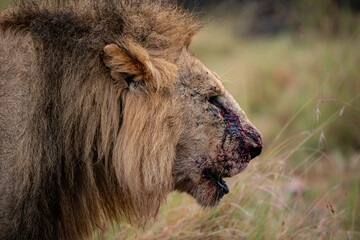 Old lion covered in blood