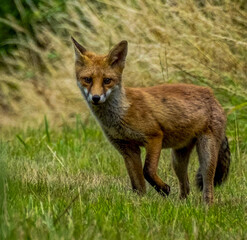 Fototapeta premium red fox vulpes