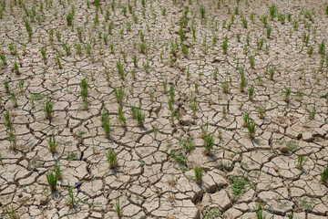 View of dry and cracked rice fields in the dry season. Rice fields that lack water. Ecological and environmental concepts
