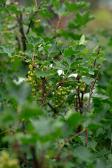 Close-up of green currant berries on a bush with leaves in focus.