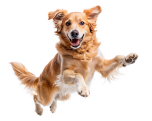a dog is jumping high in the air on white background ,PNG.AI Generated.