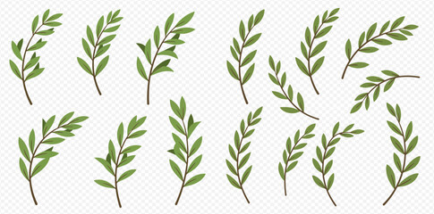 A collection of various green leafy branches and sprigs, ideal for natural design elements or decorative illustrations on a transparent background.