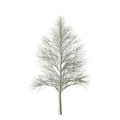 A bare tree with many branches is centered on a black background with a light colored trunk at the bottom