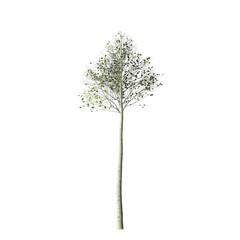 A single tree with green leaves and a light colored trunk isolated against a completely black background