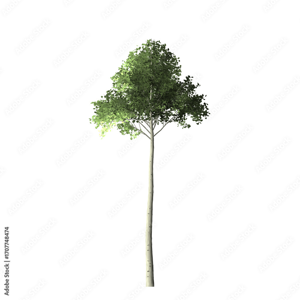 Poster a single tree with green leaves and a light colored trunk isolated against a black background image 