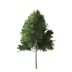A single tree with green leaves and a light colored trunk isolated against a black background view from below