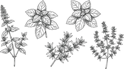 Black Outline Illustrations of Basil and Thyme Herb Sprigs herbs © Graphic Shops