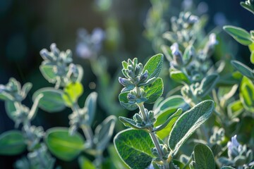 Close-up of a flowering plant with silvery-green leaves, illuminated by sunlight, creating a bokeh effect in the background