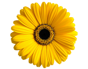  Margarita Amarilla Estilo Dibujo Vectorial PNG