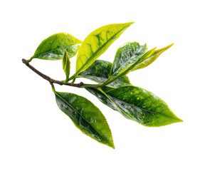 Fresh green tea leaves nature bright PNG, cut out, isolated on transparent background