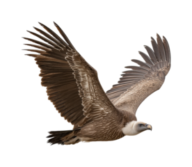 Eagle soaring over mountain landscape wildlife PNG, cut out, isolated on transparent background