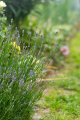 Lavender flowers blooming in a garden with soft focus background.