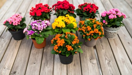 Fototapeta premium Colorful potted plants on a wooden deck