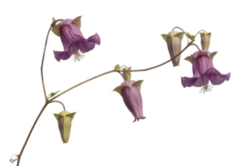 Delicate pink and yellow bell shaped flowers on a thin vine isolated on transparent background