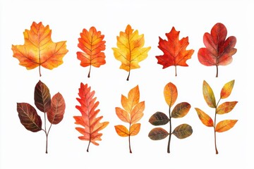 Fototapeta premium Vibrant autumn leaves collection showcasing unique shapes and colors for graphic design