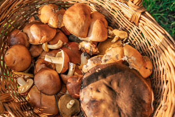 A basket of wild mushrooms