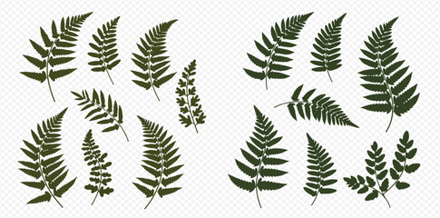 Collection of fern fronds and leaves in various sizes and arrangements on a transparent background.