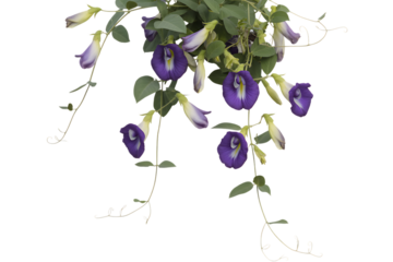 Delicate purple butterfly pea flowers hanging down isolated on transparent background