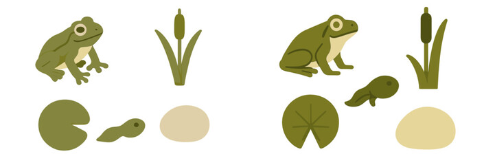 Life cycle of a frog showing various stages including eggs, tadpoles, and adult amphibians alongside pond plants like lily pads and cattails