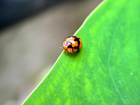 Variable ladybird beetle (Coelophora inaequalis),ladybird in green foliage