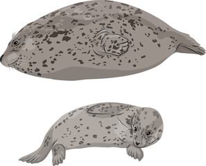 Common seal and her baby. Seal Phoca vitulina. Wild animals of the northern hemisphere. Realistic pinniped animal