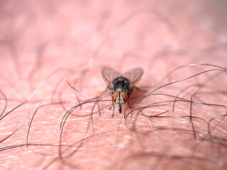 Close up of flies perched on the human body, house flies (musca domestica)