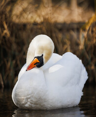 mute swan cygnus olor